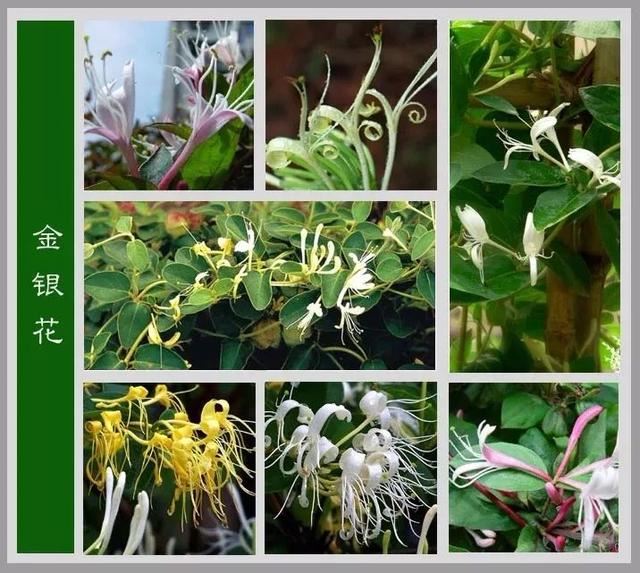 中国花卉图例，超全的花木图鉴，附带花名，值得收藏