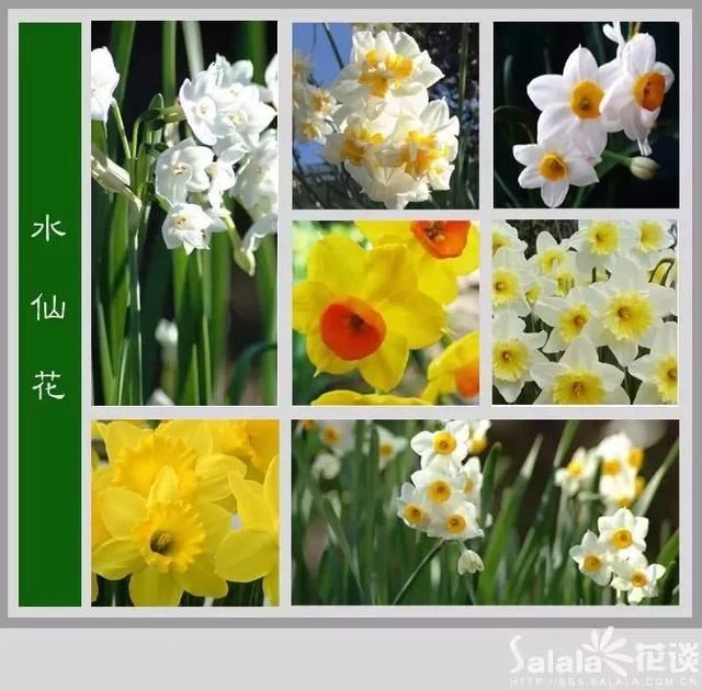 中国花卉图例，超全的花木图鉴，附带花名，值得收藏