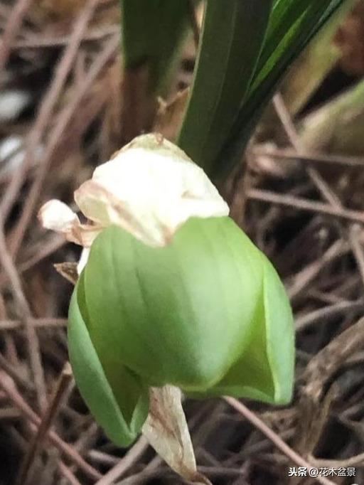 一日内从20万涨到80万的兰花长啥样? 一日内从20万涨到80万的兰花长啥样?