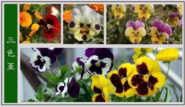 中国花卉图例，超全的花木图鉴，附带花名，值得收藏