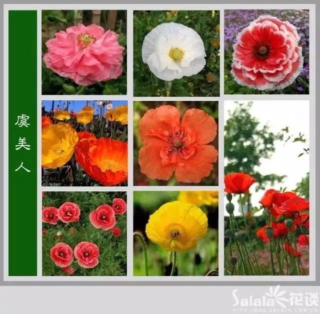 中国花卉图例，超全的花木图鉴，附带花名，值得收藏