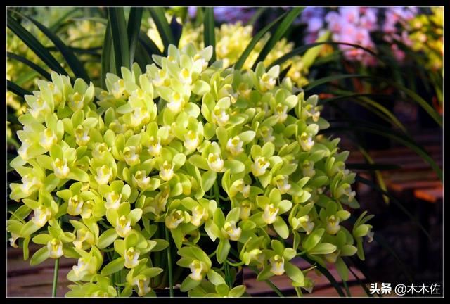 如何养好大花惠兰 如何养好大花惠兰