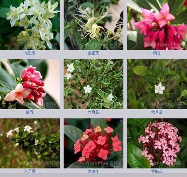 中国花卉图例，超全的花木图鉴，附带花名，值得收藏