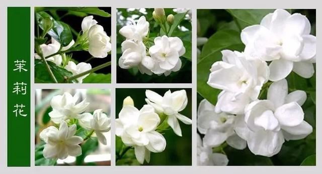 中国花卉图例，超全的花木图鉴，附带花名，值得收藏