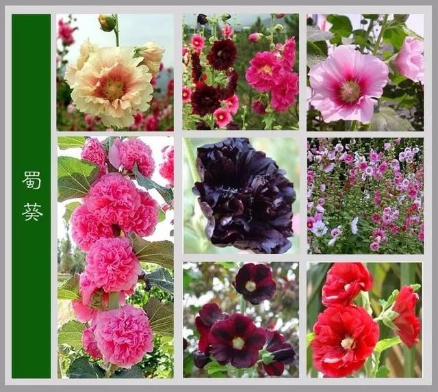 中国花卉图例，超全的花木图鉴，附带花名，值得收藏