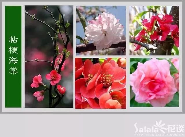 中国花卉图例，超全的花木图鉴，附带花名，值得收藏