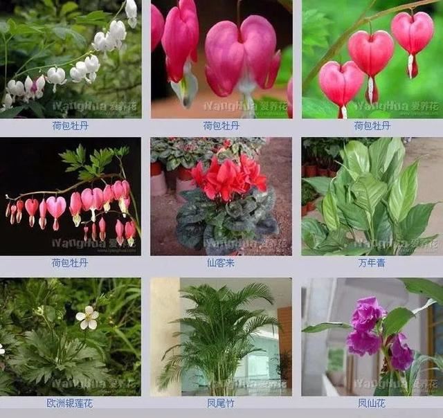 中国花卉图例，超全的花木图鉴，附带花名，值得收藏