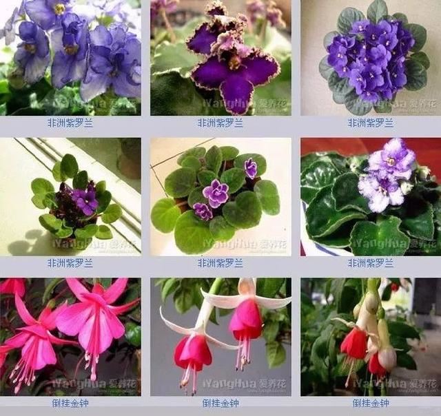 中国花卉图例，超全的花木图鉴，附带花名，值得收藏