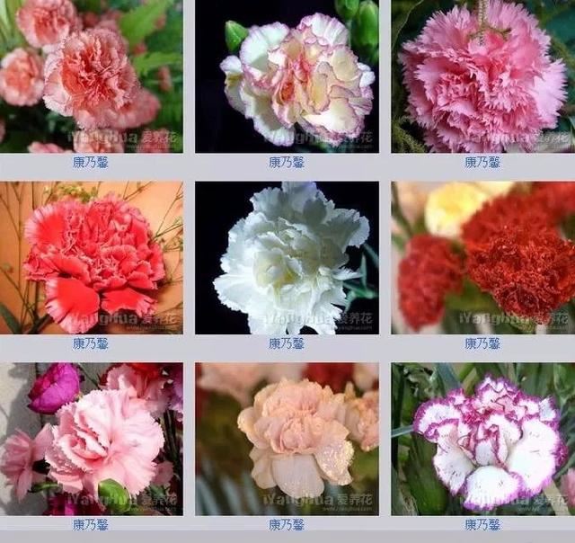 中国花卉图例，超全的花木图鉴，附带花名，值得收藏