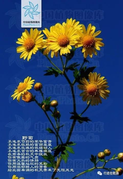 「乾县花木」麦黄草、香丝草、野菊花、风轮草和猪毛缨