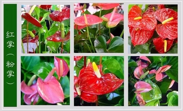 中国花卉图例，超全的花木图鉴，附带花名，值得收藏