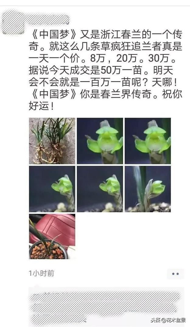 一日内从20万涨到80万的兰花长啥样? 一日内从20万涨到80万的兰花长啥样?