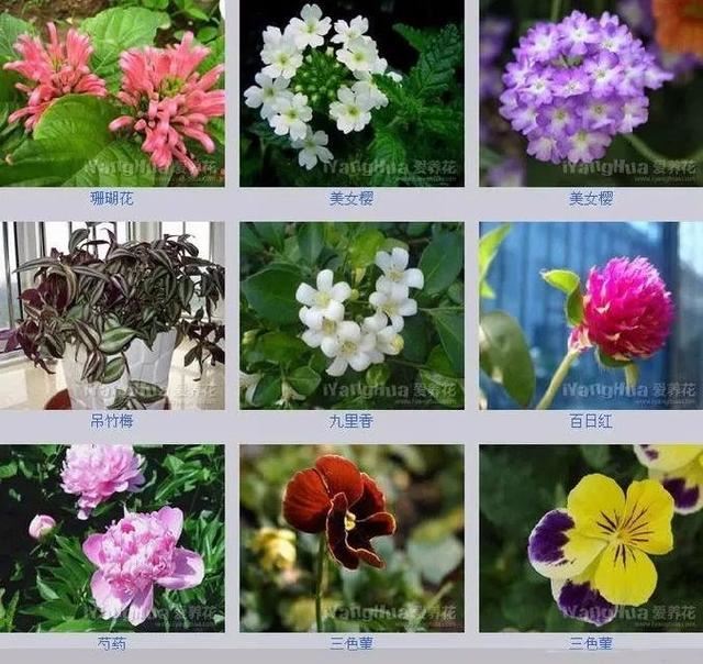 中国花卉图例，超全的花木图鉴，附带花名，值得收藏