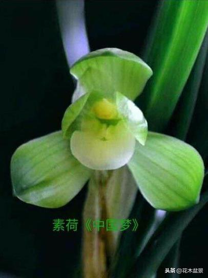 一日内从20万涨到80万的兰花长啥样? 一日内从20万涨到80万的兰花长啥样?