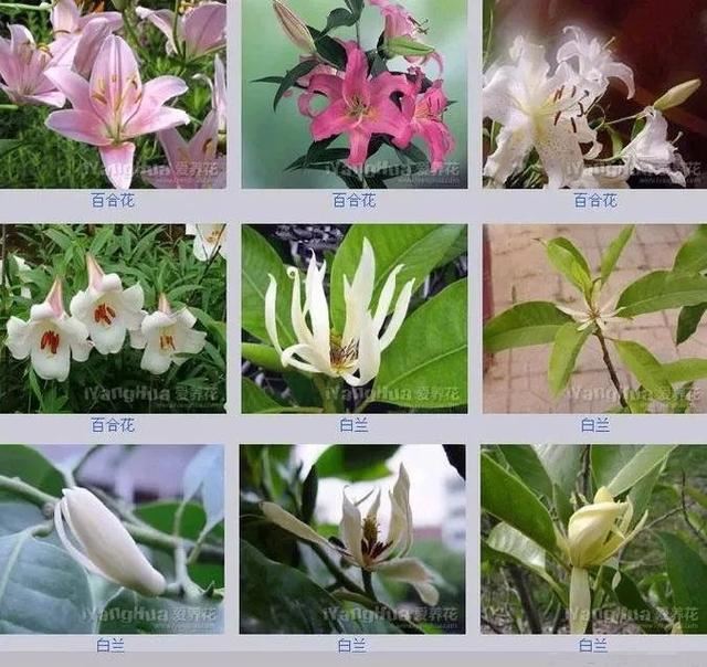 中国花卉图例，超全的花木图鉴，附带花名，值得收藏