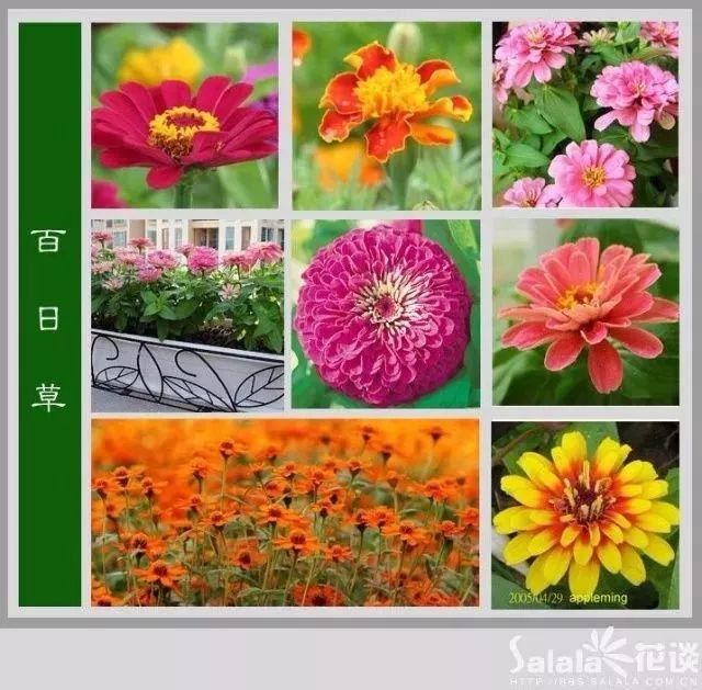 中国花卉图例，超全的花木图鉴，附带花名，值得收藏