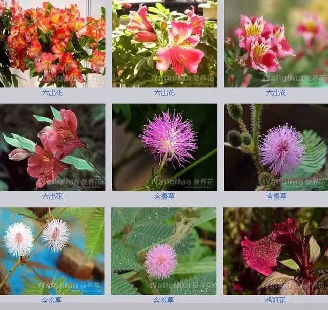 中国花卉图例，超全的花木图鉴，附带花名，值得收藏