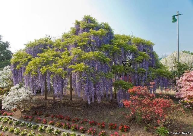 紫藤品种介绍集锦,你喜欢的是哪一种? 紫藤品种介绍集锦,你喜欢的是哪一种?