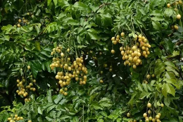 在南方旅游,路边这40种常见花木,你认识多少种? 在南方旅游,路边这40种常见花木,你认识多少种?