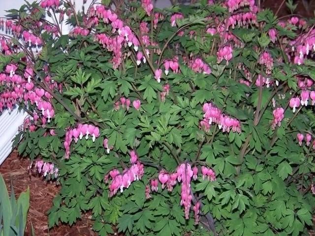 树荫下种些耐阴的观赏花，这几种不可错过，观赏性都不错