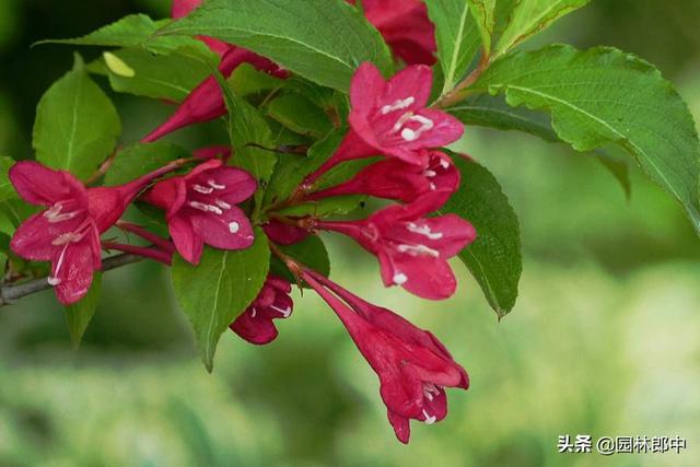 路边的一种红色小花，虽不起眼，却有着贵气的名字——红王子锦带