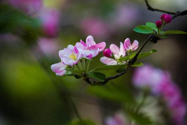海棠有四品，犹爱垂丝海棠
