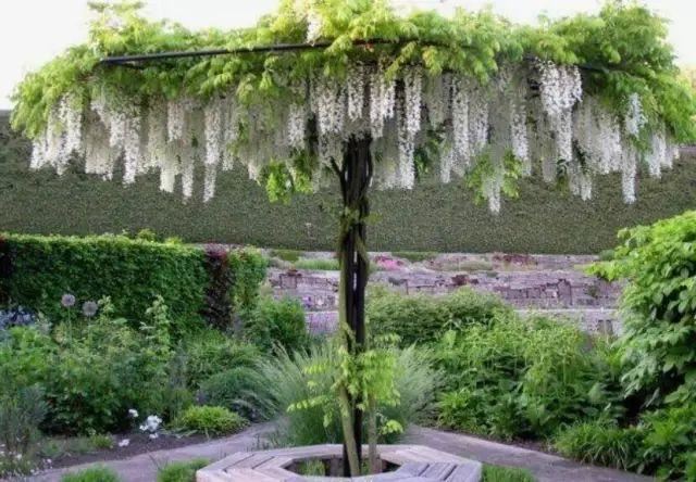 紫藤品种介绍集锦,你喜欢的是哪一种? 紫藤品种介绍集锦,你喜欢的是哪一种?