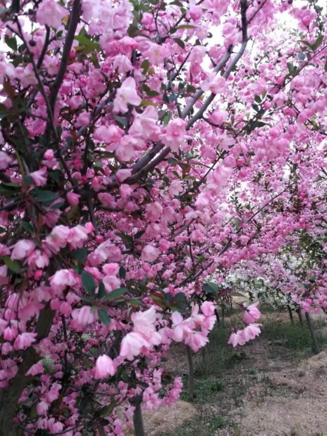 海棠有四品，犹爱垂丝海棠