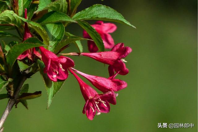 路边的一种红色小花，虽不起眼，却有着贵气的名字——红王子锦带