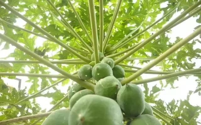 在南方旅游,路边这40种常见花木,你认识多少种? 在南方旅游,路边这40种常见花木,你认识多少种?