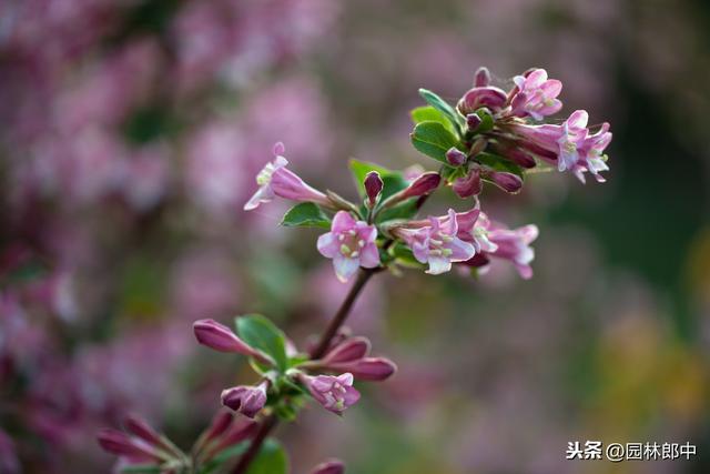 路边的一种红色小花，虽不起眼，却有着贵气的名字——红王子锦带