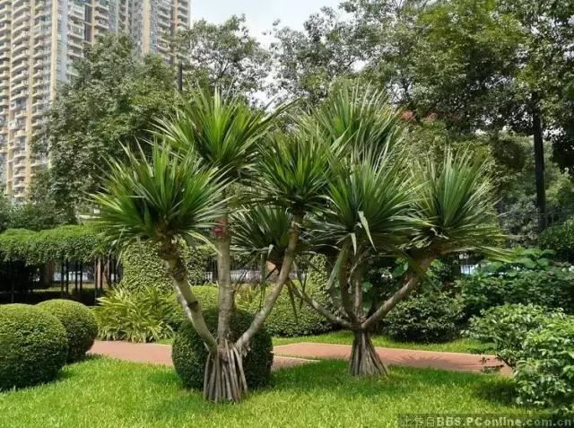 在南方旅游,路边这40种常见花木,你认识多少种? 在南方旅游,路边这40种常见花木,你认识多少种?