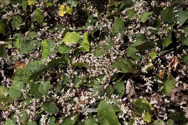 植物图鉴:金灯藤 植物图鉴:金灯藤