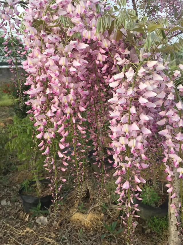 紫藤品种介绍集锦,你喜欢的是哪一种? 紫藤品种介绍集锦,你喜欢的是哪一种?