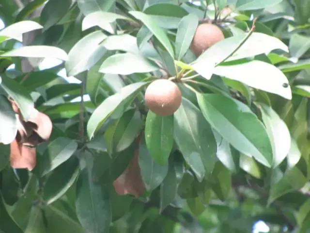 在南方旅游,路边这40种常见花木,你认识多少种? 在南方旅游,路边这40种常见花木,你认识多少种?