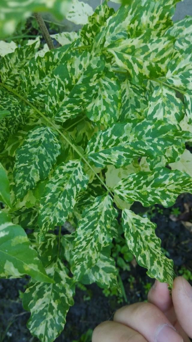 紫藤品种介绍集锦,你喜欢的是哪一种? 紫藤品种介绍集锦,你喜欢的是哪一种?