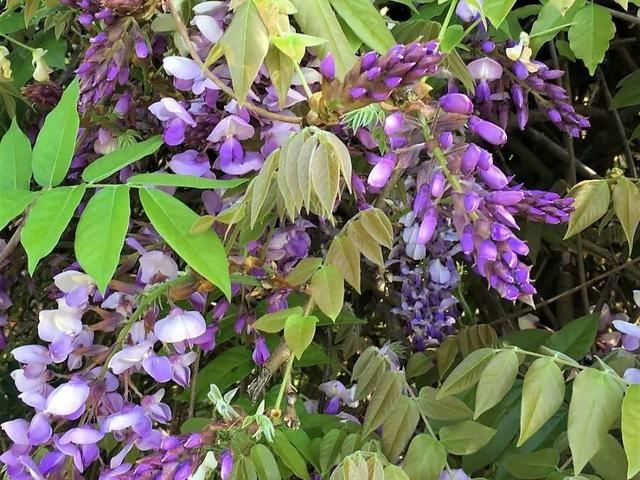 紫藤品种介绍集锦,你喜欢的是哪一种? 紫藤品种介绍集锦,你喜欢的是哪一种?