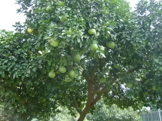 在南方旅游,路边这40种常见花木,你认识多少种? 在南方旅游,路边这40种常见花木,你认识多少种?