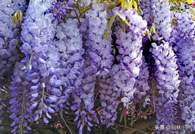 中式庭院八大名花，总有一款打动你