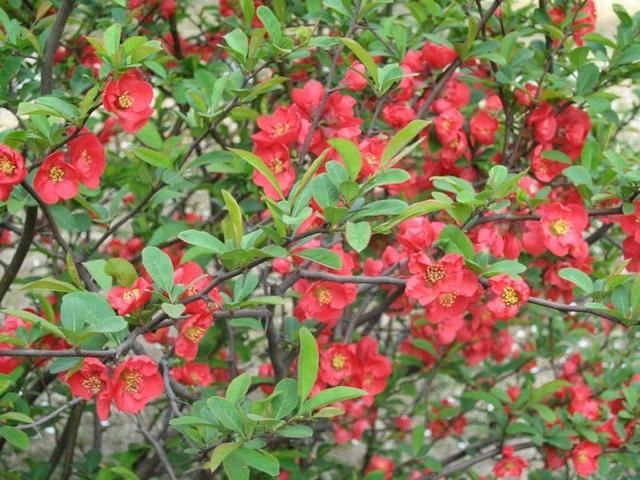 海棠有四品，犹爱垂丝海棠