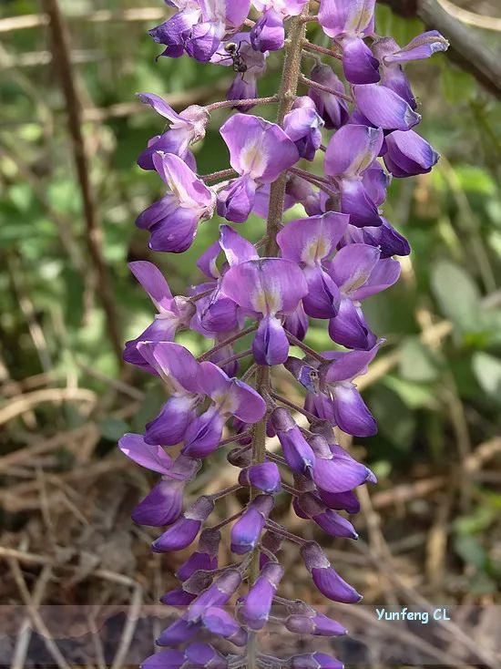 紫藤品种介绍集锦,你喜欢的是哪一种? 紫藤品种介绍集锦,你喜欢的是哪一种?