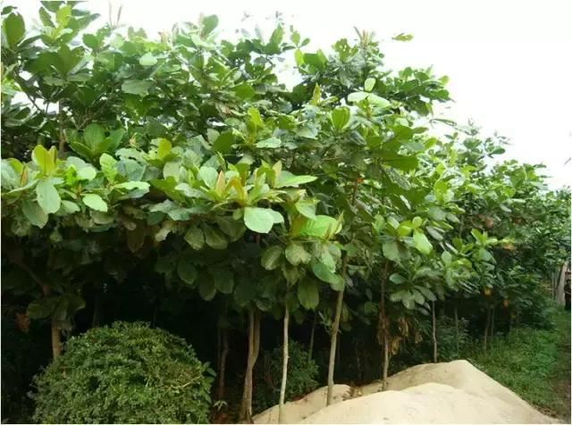 在南方旅游,路边这40种常见花木,你认识多少种? 在南方旅游,路边这40种常见花木,你认识多少种?