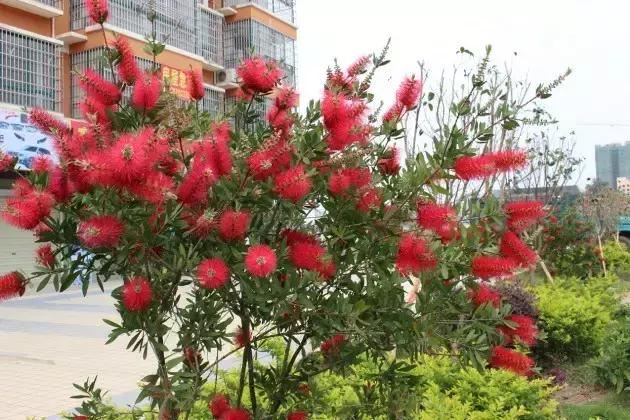 在南方旅游,路边这40种常见花木,你认识多少种? 在南方旅游,路边这40种常见花木,你认识多少种?