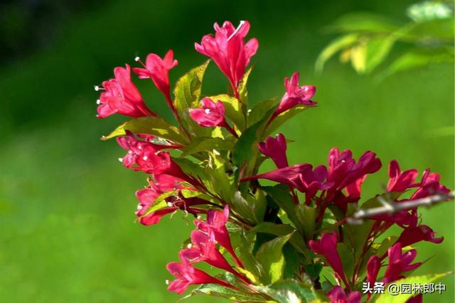 路边的一种红色小花，虽不起眼，却有着贵气的名字——红王子锦带