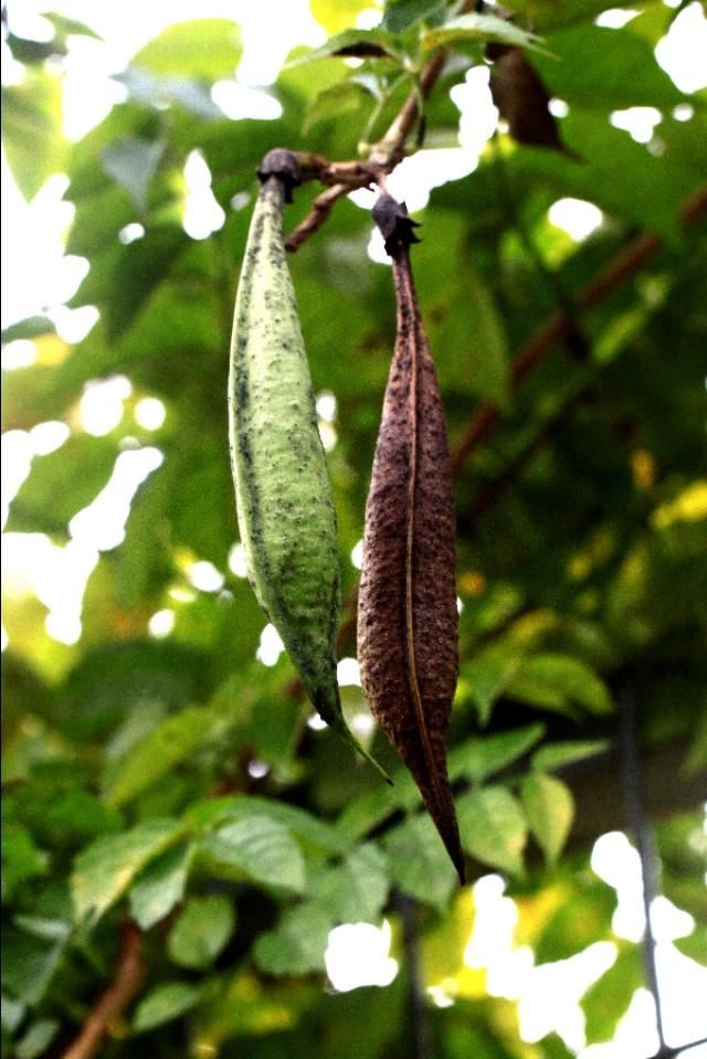 植物图鉴:厚萼凌霄 植物图鉴:厚萼凌霄