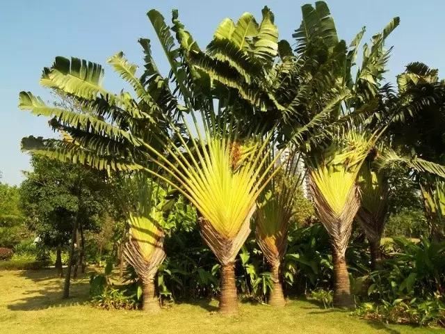 在南方旅游,路边这40种常见花木,你认识多少种? 在南方旅游,路边这40种常见花木,你认识多少种?