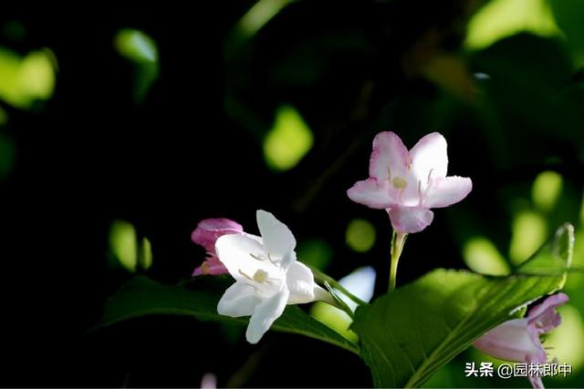 路边的一种红色小花，虽不起眼，却有着贵气的名字——红王子锦带