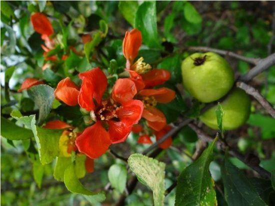 海棠有四品，犹爱垂丝海棠