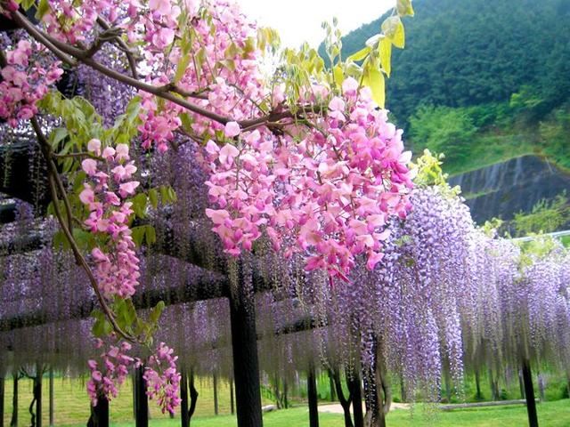 紫藤品种介绍集锦,你喜欢的是哪一种? 紫藤品种介绍集锦,你喜欢的是哪一种?