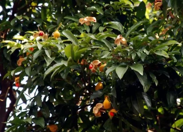 在南方旅游,路边这40种常见花木,你认识多少种? 在南方旅游,路边这40种常见花木,你认识多少种?